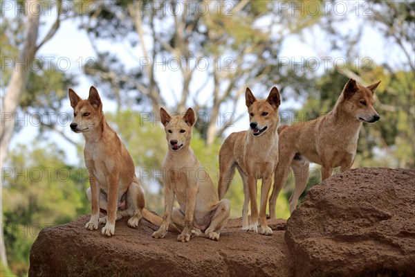 Dingos (Canis familiaris dingo)