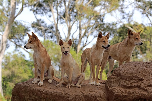 Dingos (Canis familiaris dingo)