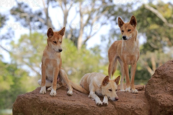 Dingos (Canis familiaris dingo)