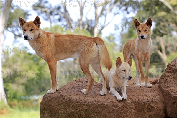 Dingos (Canis familiaris dingo)