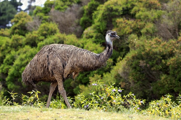 Emu (Dromaius novaehollandiae)