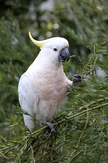 Sulphur-crested cockatoo (Cacatua galerita)