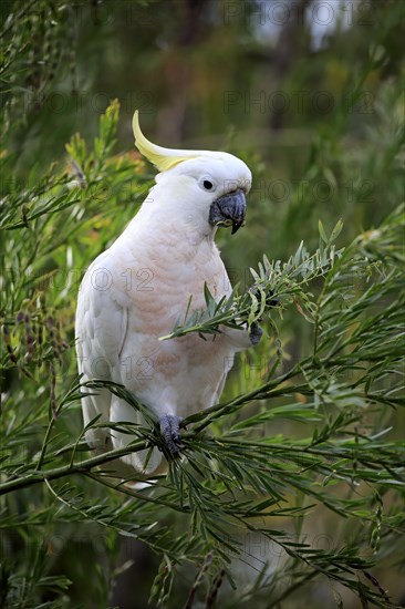 Sulphur-crested cockatoo (Cacatua galerita)