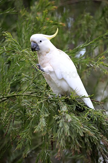 Sulphur-crested cockatoo (Cacatua galerita)