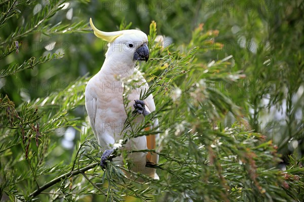 Sulphur-crested cockatoo (Cacatua galerita)