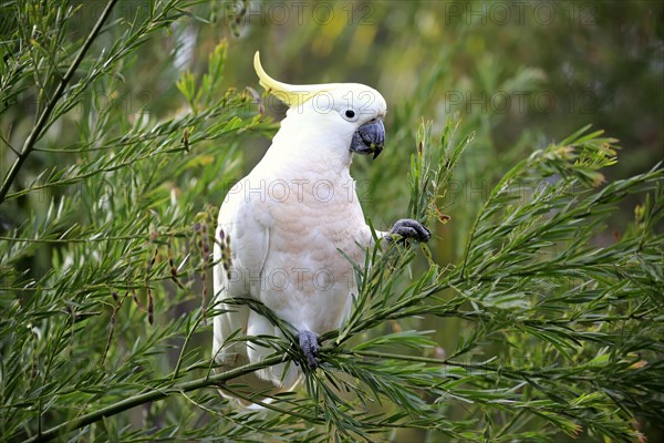 Sulphur-crested cockatoo (Cacatua galerita)