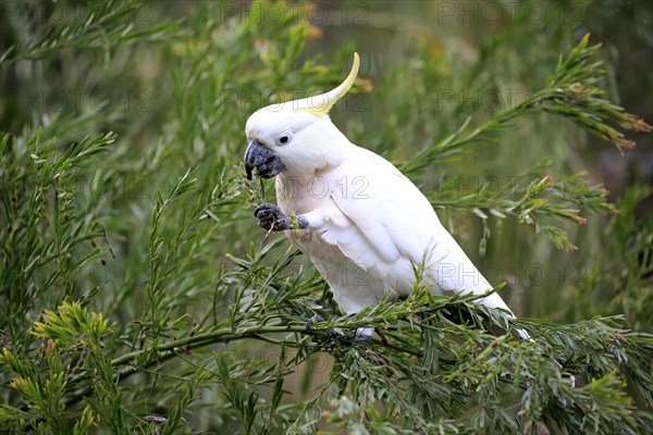 Sulphur-crested cockatoo (Cacatua galerita)