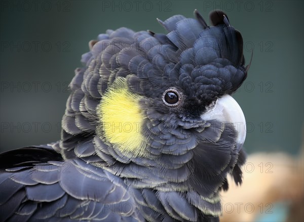 Yellow-tailed black cockatoo (Calyptorhynchus funereus)