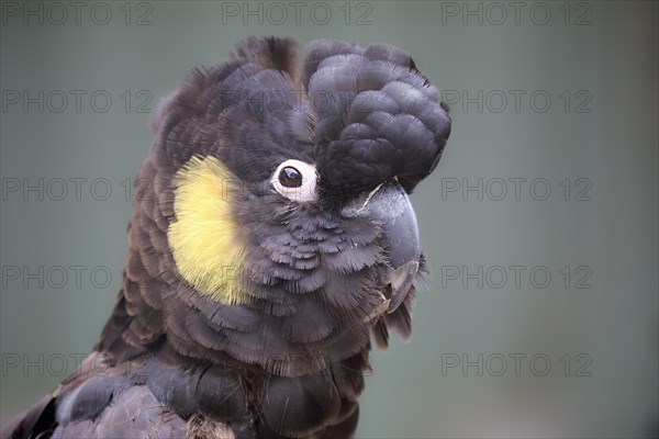 Yellow-tailed black cockatoo (Calyptorhynchus funereus)