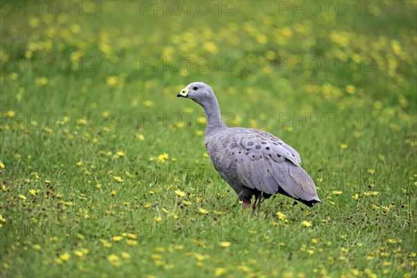 Cape Barren goose (Cereopsis novaehollandiae)