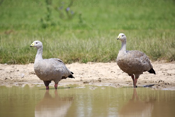 Cape Barren geese (Cereopsis novaehollandiae)