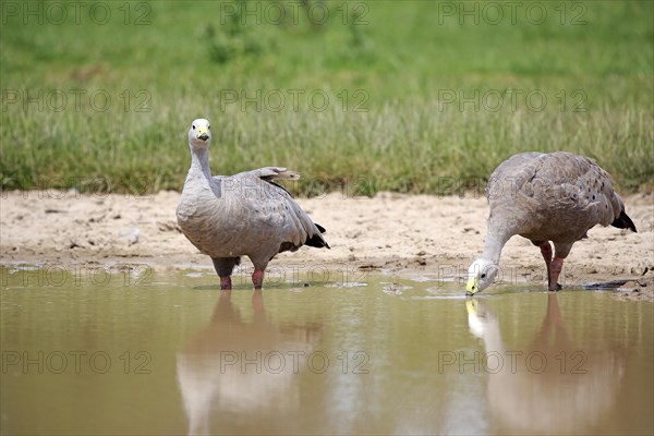 Cape Barren geese (Cereopsis novaehollandiae)