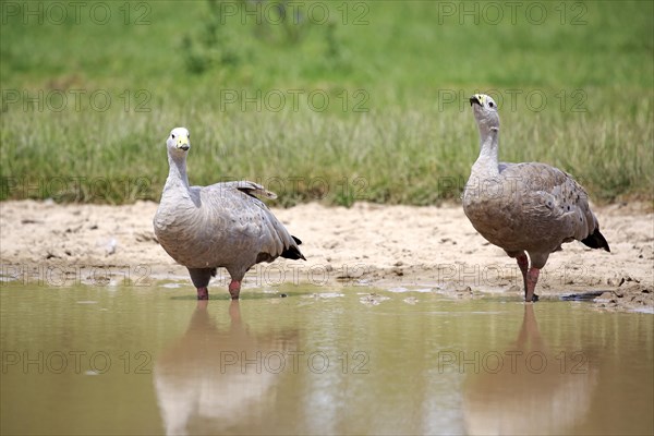 Cape Barren geese (Cereopsis novaehollandiae)