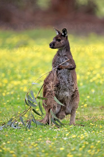 Western gray kangaroo (Macropus fuliginosus fuliginosus)