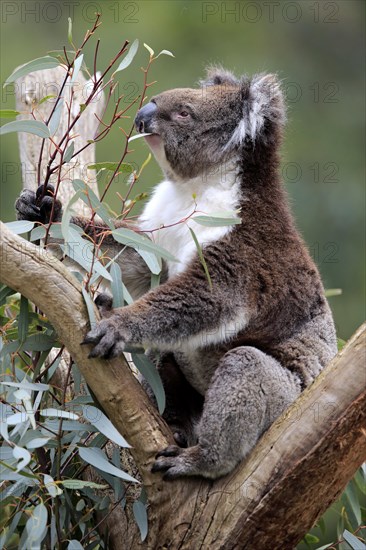 Koala (Phascolarctos cinereus)