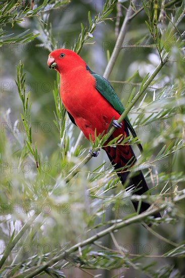 Australian king parrot (Alisterus scapularis)