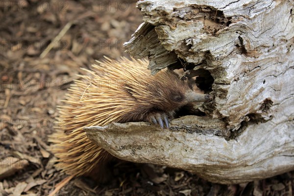 Short-beaked echidna (Tachyglossus aculeatus)