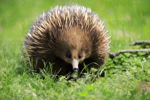 Short-beaked echidna (Tachyglossus aculeatus)