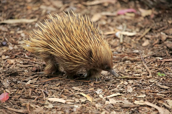 Short-beaked echidna (Tachyglossus aculeatus)