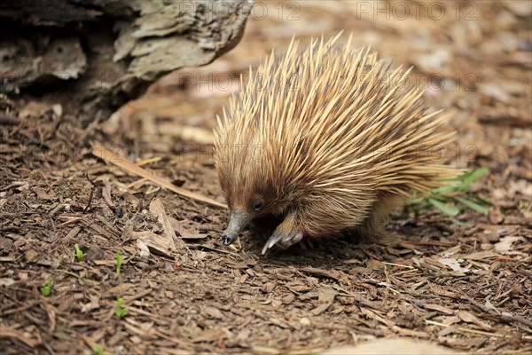 Short-beaked echidna (Tachyglossus aculeatus)