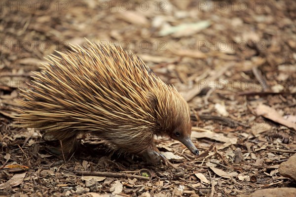 Short-beaked echidna (Tachyglossus aculeatus)