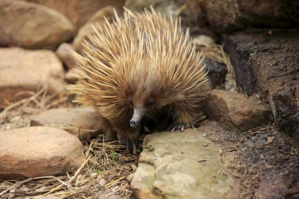 Short-beaked echidna (Tachyglossus aculeatus)