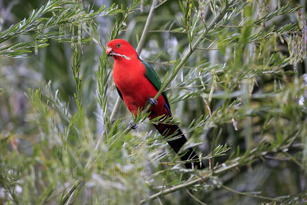 Australian king parrot (Alisterus scapularis)