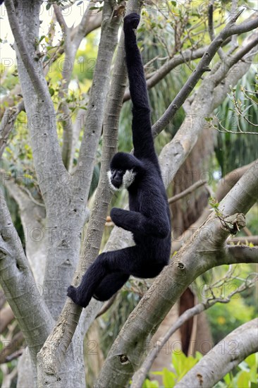 Northern white-cheeked gibbon (Nomascus leucogenys)