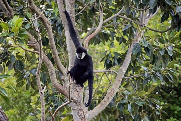 Northern white-cheeked gibbon (Nomascus leucogenys)