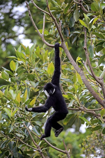 Northern white-cheeked gibbon (Nomascus leucogenys)