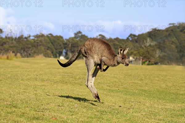 Eastern grey kangaroo (Macropus giganteus)