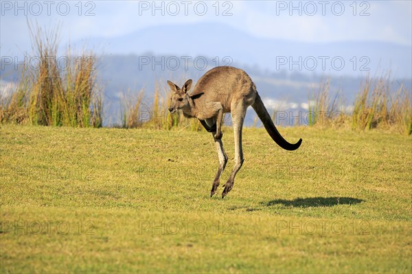 Eastern grey kangaroo (Macropus giganteus)