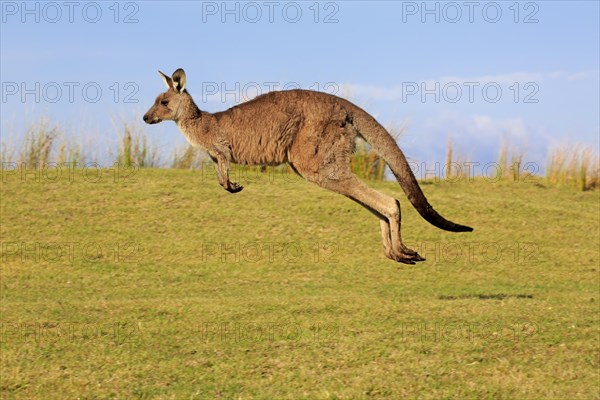 Eastern grey kangaroo (Macropus giganteus)