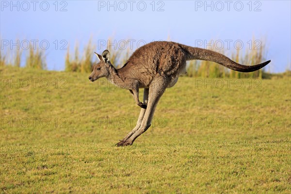 Eastern grey kangaroo (Macropus giganteus)