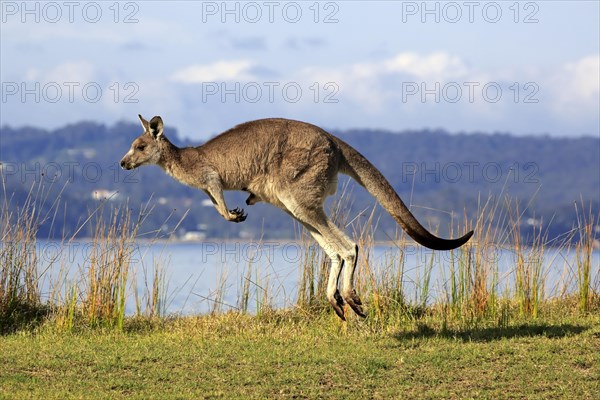 Eastern grey kangaroo (Macropus giganteus)