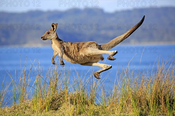 Eastern grey kangaroo (Macropus giganteus)