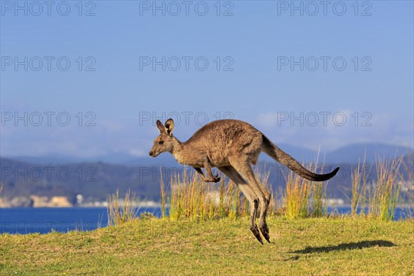 Eastern grey kangaroo (Macropus giganteus)