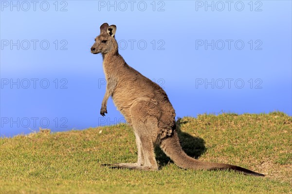 Eastern grey kangaroo (Macropus giganteus)