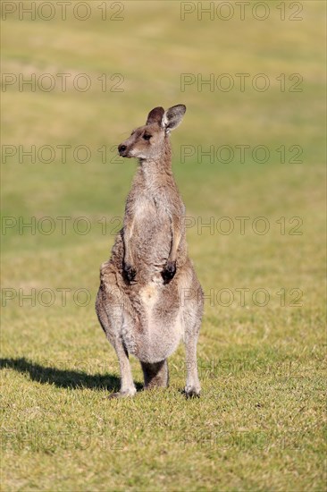 Eastern grey kangaroo (Macropus giganteus)