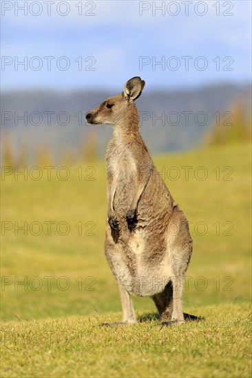 Eastern grey kangaroo (Macropus giganteus)