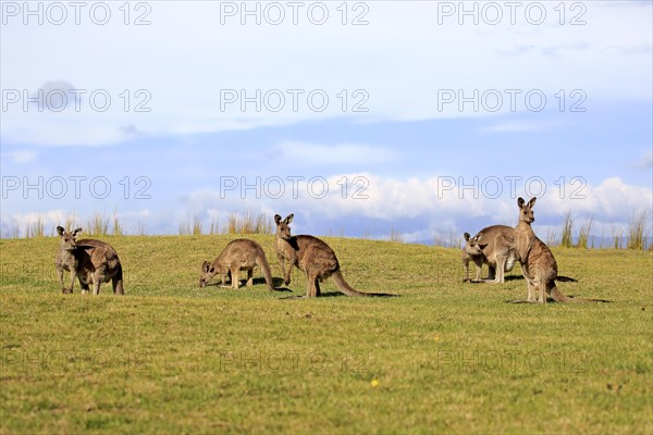 Eastern grey kangaroos (Macropus giganteus)