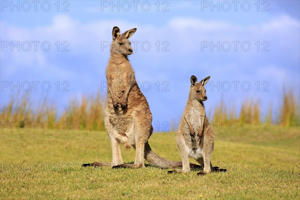 Eastern grey kangaroos (Macropus giganteus)