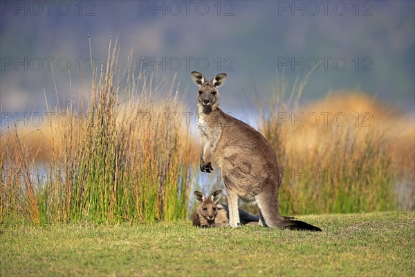 Eastern grey kangaroos (Macropus giganteus)