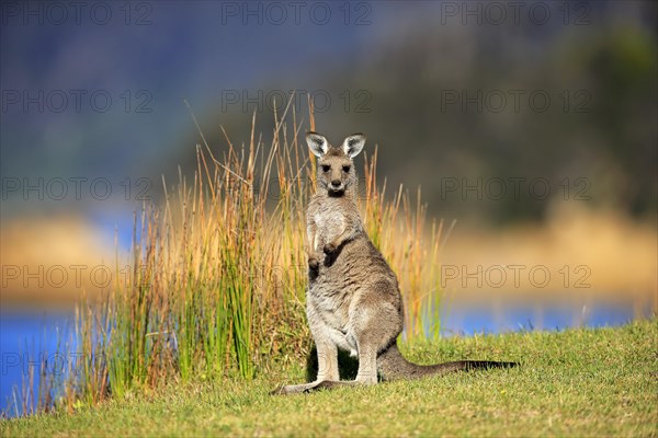 Eastern grey kangaroo (Macropus giganteus)