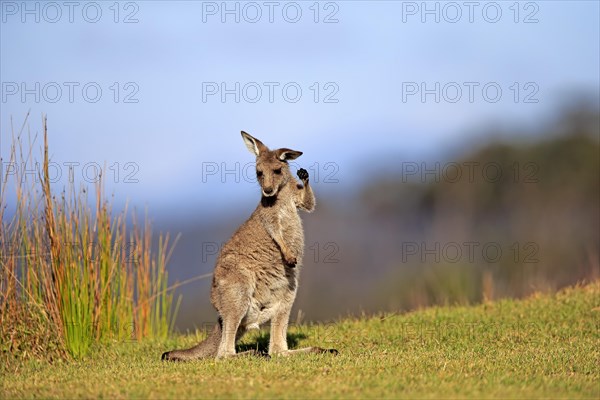 Eastern grey kangaroo (Macropus giganteus)