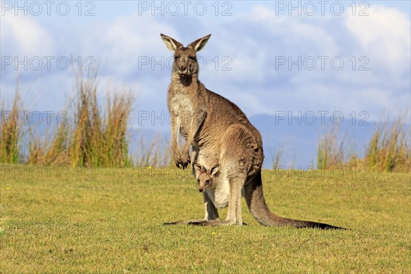 Eastern grey kangaroo (Macropus giganteus)