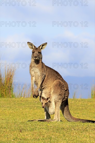 Eastern grey kangaroo (Macropus giganteus)
