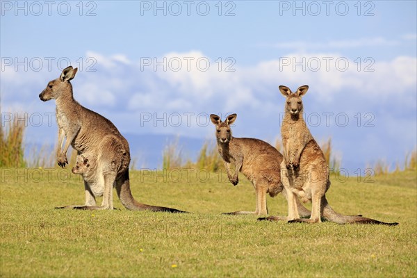 Eastern grey kangaroos (Macropus giganteus)