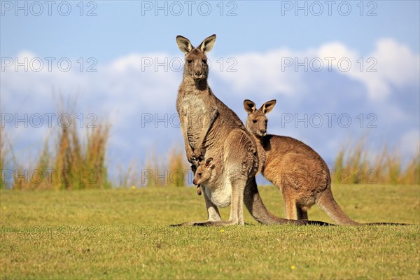 Eastern grey kangaroos (Macropus giganteus)