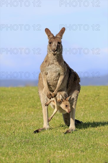 Eastern grey kangaroo (Macropus giganteus)